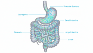 3D medical illustration of a dog's gut microbiome with beneficial bacteria and probiotics.